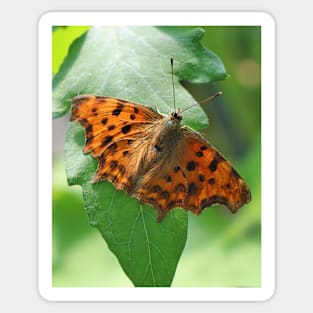 Comma butterfly Sticker